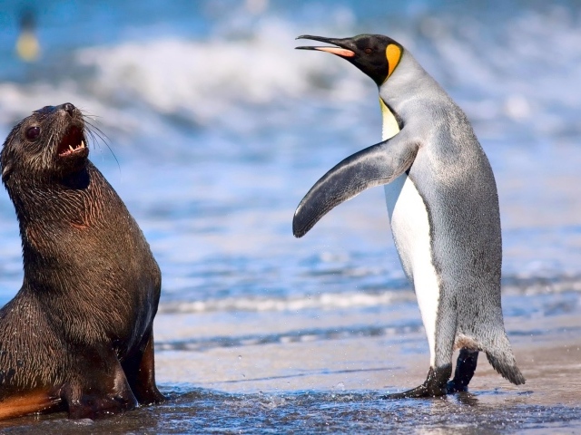 Kerguelen fur seals and king penguins