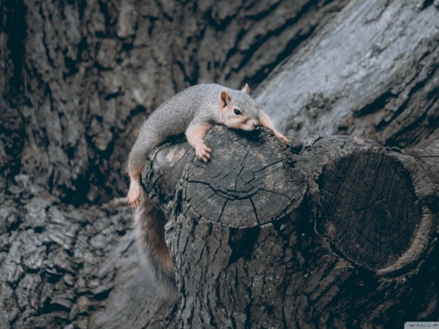 Squirrel climbing up a tree
