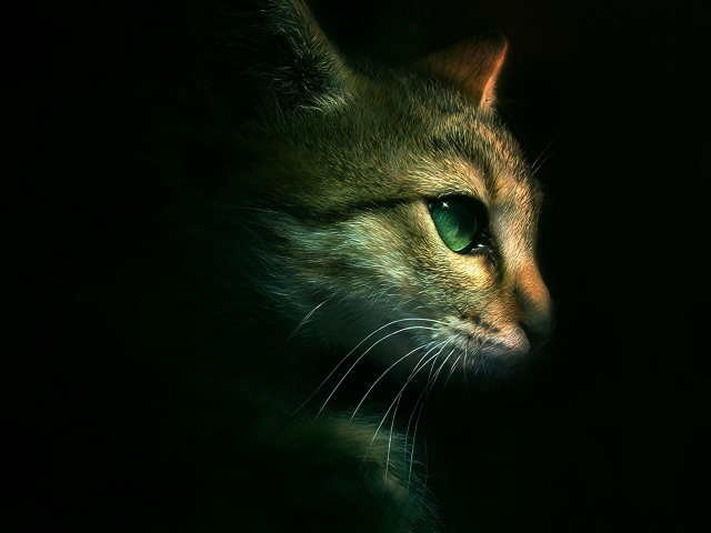 The head of a cat on a black background