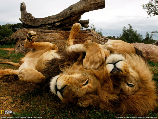 Lions resting on the back