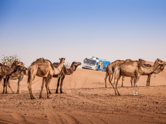 КАМАЗ в пустыне на дакар 2015