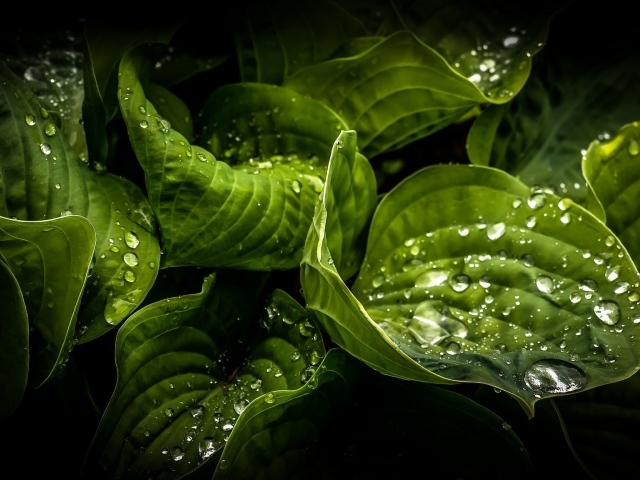 Влажные зеленые листья растений
