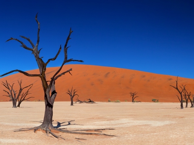 Мертвые деревья в пустыне