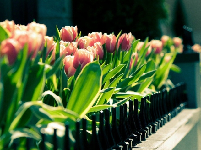 Розовые тюльпаны в горшке на балконе