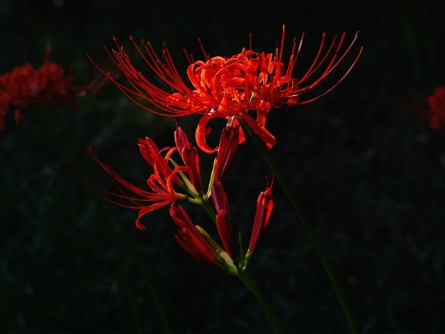 Red flower on dark background