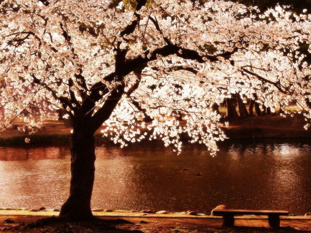 Скамейка под цветущим деревом