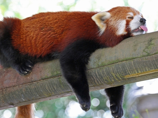 Красная панда спит на дереве высунув язык