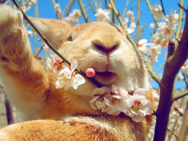 Rabbit eating flowers on the tree