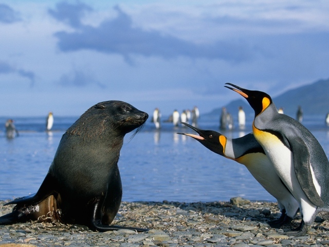 Два пингвина с морским котиком