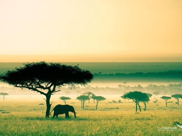 Слон под деревом, Африка