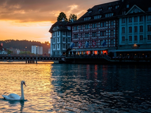 Лебедь на озере, Швейцария