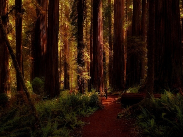 Огромные деревья в лесу, Калифорния
