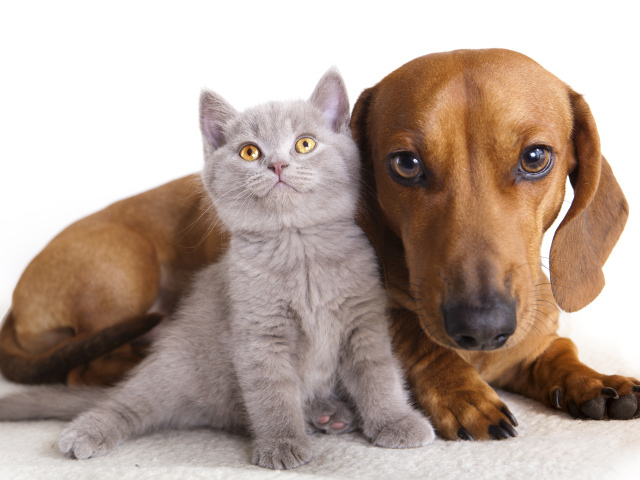 A large dachshund lies with a small gray kitten on a white background