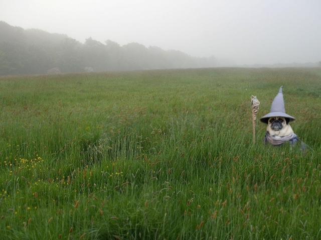 Мопс в костюме Гендальфа в зеленой траве 