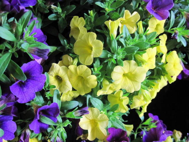 Красивые фиолетовые и желтые цветы петунии