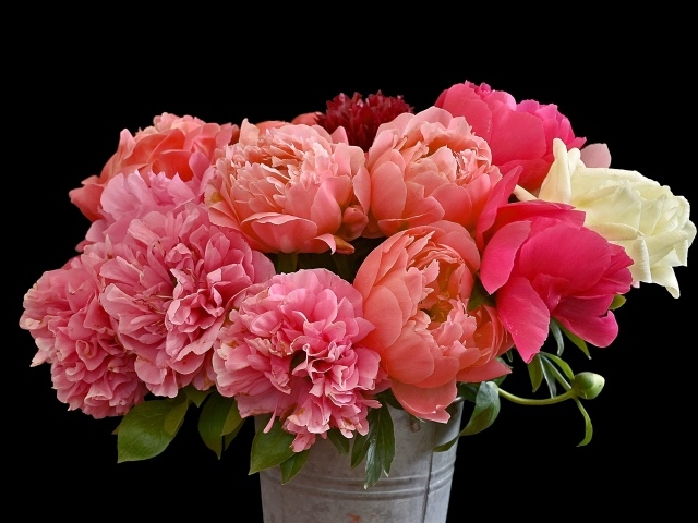 Букет розовых красивых пионов в ведре на черном фоне