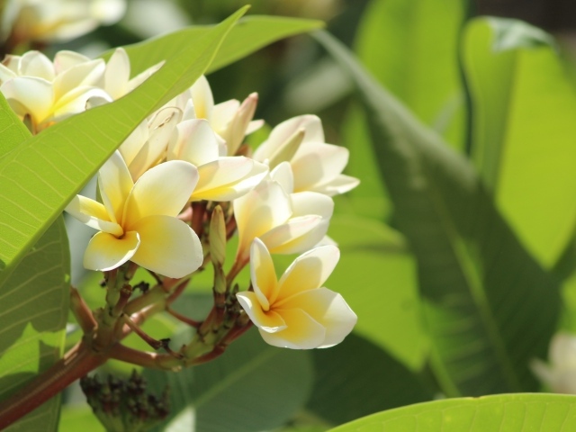 Нежные цветы тропического дерева плюмерия 