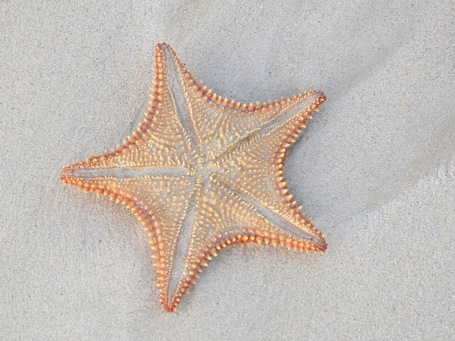 Starfish in the sand close up