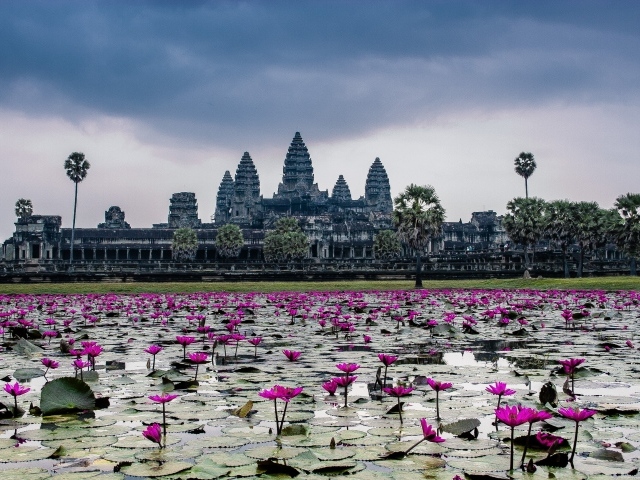 Цветущие лотосы на фоне храмового комплекса Ангкор Ват, Камбоджа 