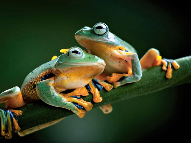 Две зеленые лягушки сидят на зеленой ветке