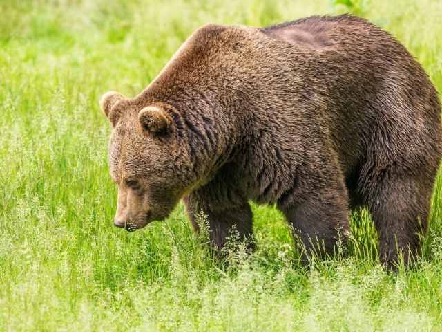 A large brown bear walks along the green grass