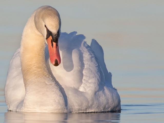 Красивый белый лебедь в воде