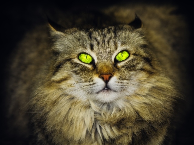 Большой пушистый серый кот с красивыми глазами