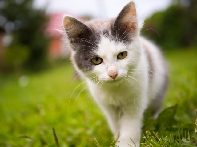 Маленький котенок на зеленой траве 