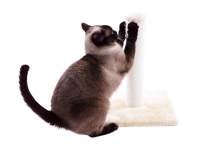 Сиамский кот точит когти на белом фоне