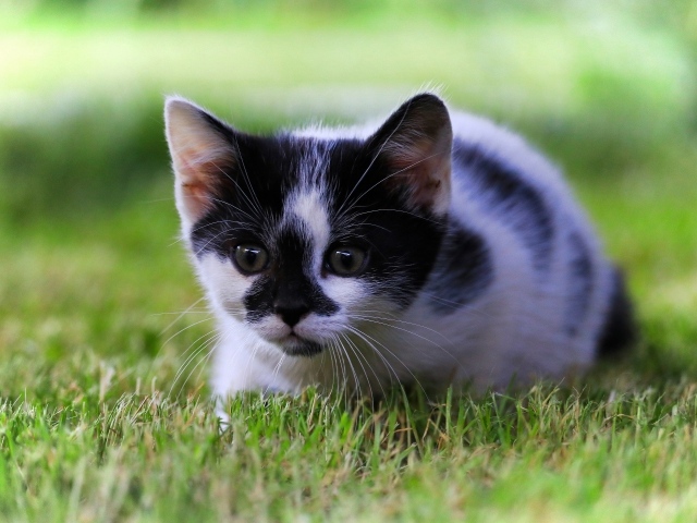 Маленький черно-белый котенок в зеленой траве