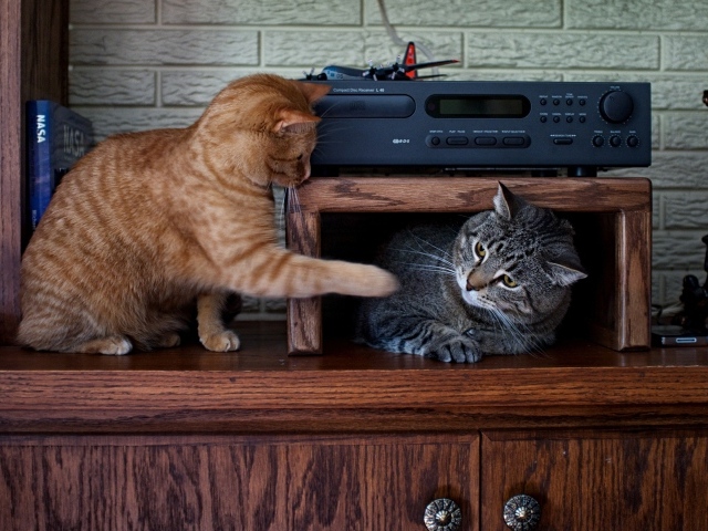 Два кота играют на мебели 
