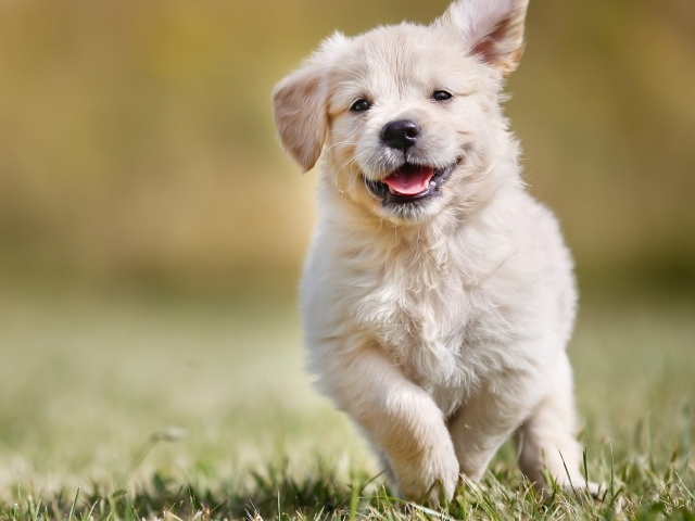 Довольный щенок золотистого ретривера бежит по зеленой траве