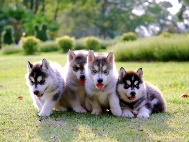 Четыре маленьких милых щенка хаски на траве