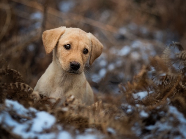 Sad puppy of a golden retriever