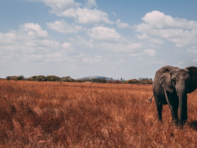 Большой слон идет по сухой траве под голубым небом