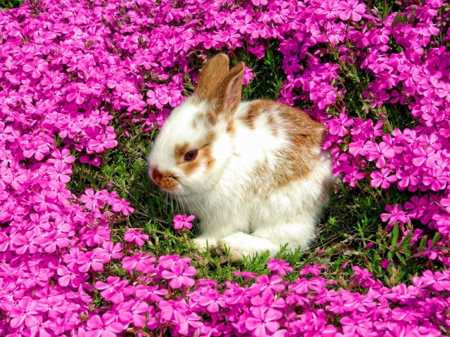 Декоративный кролик сидит в красивых розовых цветах