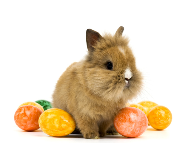 Декоративный кролик с крашеными яйцами на белом фоне