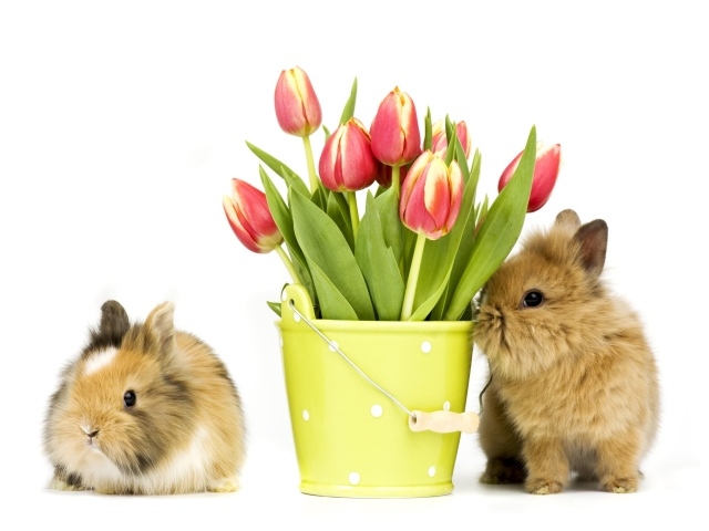 Два пушистых декоративных кролика с букетом тюльпанов на белом фоне