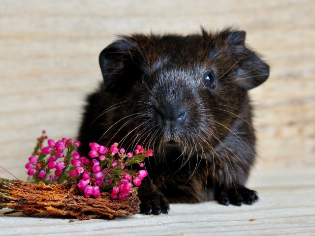 Large black guinea pig with pink flowers