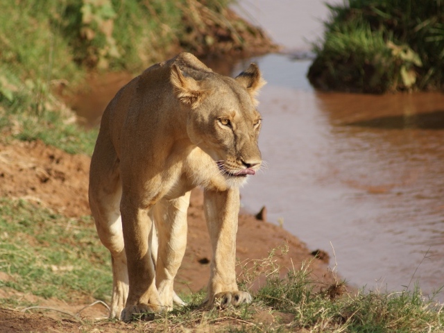 Большая львица идет по берегу водоема