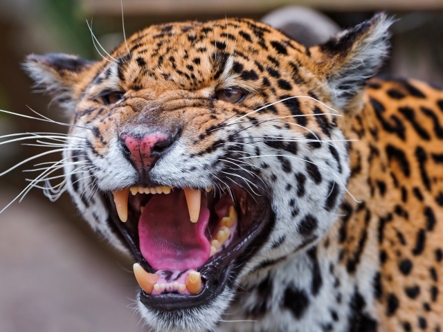 Агрессивный большой пятнистый леопард