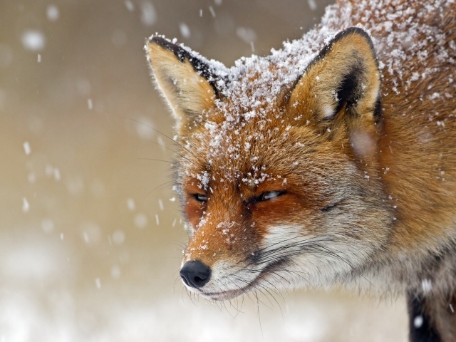 A cunning fox in the snow