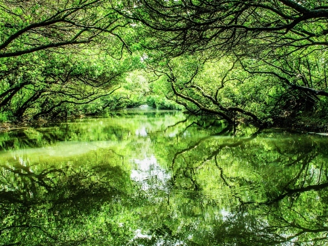 Зеленые деревья отражаются в реке