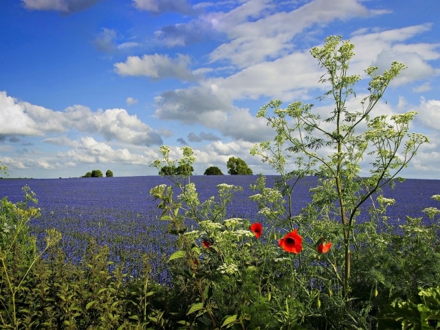 Вид на поле с голубыми цветами под красивым голубым небом с белыми облаками