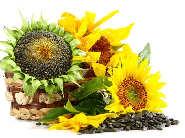 Basket with sunflowers on a white background with seeds