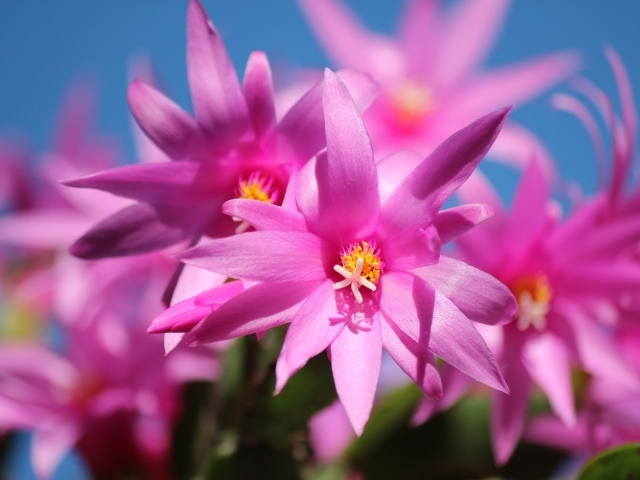 Красивые розовые цветы комнатного цветка декабрист