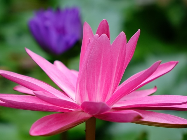 Красивый розовый цветок лотоса с лепестками 