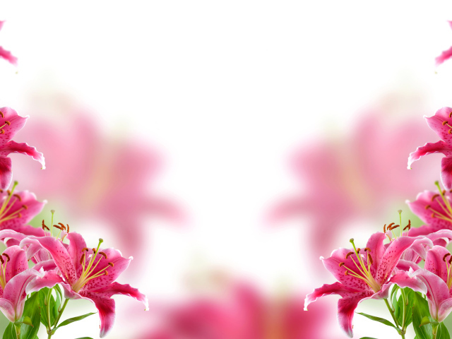 Розовые нежные лилии, фон для открытки