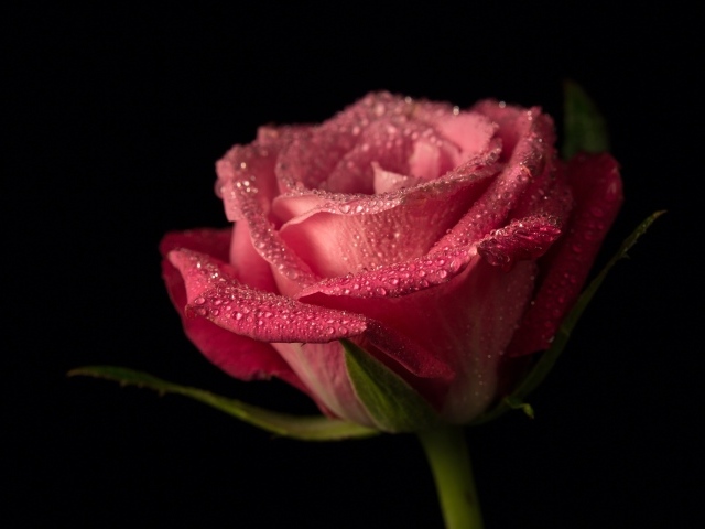 Pink rose in drops of dew on a black background