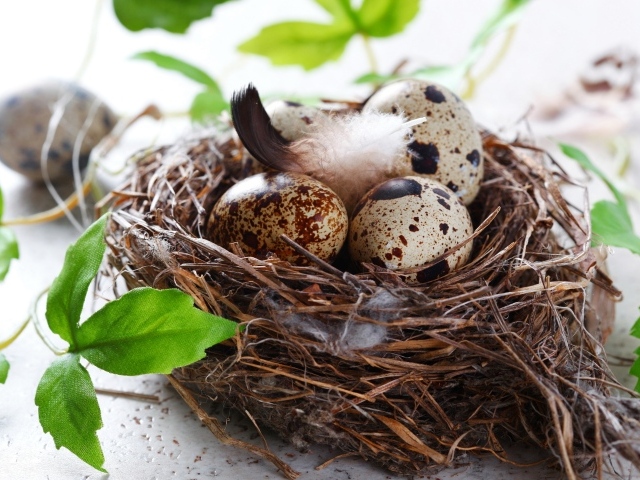 Nest with eggs and green leaves